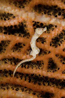 Free: Free-swimming Denise's Pygmy Seahorse