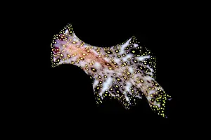Flatworm: Free-swimming Flatworm Gili Lawa Darat Island, north