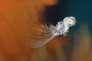 Free: Free-swimming juvenile Barnacle