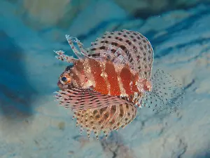 Free: Free swimming Red Sea Dwarf Lionfish (Dendrochirus