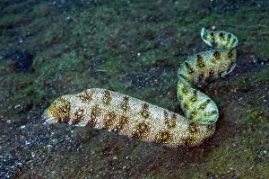 Free: Free-swimming Snowflake Moray Eel
