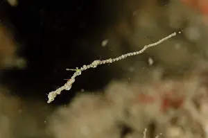 Free: Free-swimming Thread Pipefish - Weda, Halmahera