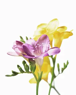 Freesia: Freesia