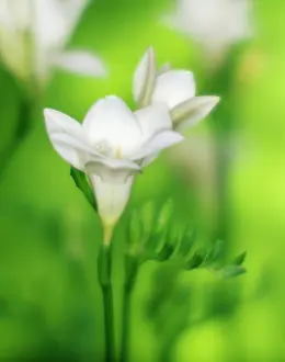 Freesia: Freesia