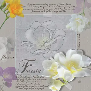 Freesia: Freesia