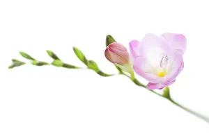 Freesia: Freesia