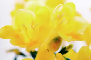 Freesia: Freesia