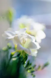 Freesia: Freesia