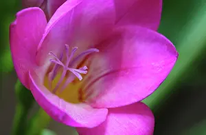 Autum: Freesia