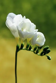 Freesia: Freesia