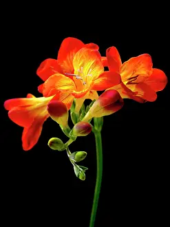 Autum: Freesia