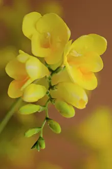 Freesia: Freesia