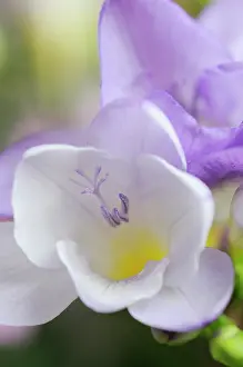 Autum: Freesia