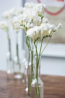 Leadership: Freesia