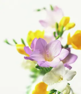 Bouquet: Freesia