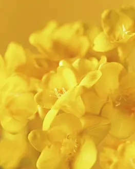 Chrysanthemum: Freesia, Close view of several yellow flowers with