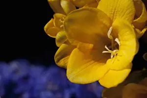 Perfume: Freesia, Close up of yellow coloured flower growing