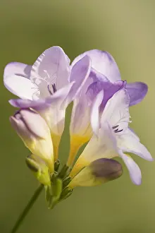 Perfume: Freesia, Freesia cultivar, Mauve subject