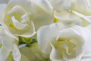 Tender: Freesia, Freesia cultivar, White subject
