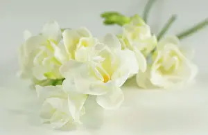 Tender: Freesia, Freesia cultivar, White subject