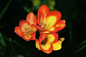 Freesia: Freesia Hybrida