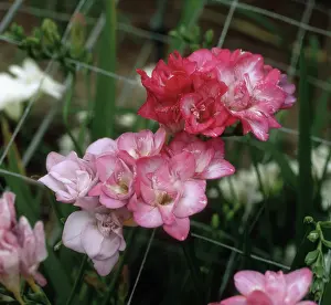 Mosaic: Freesia mosaic virus on Freesia