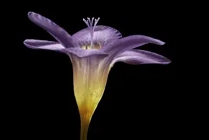 Autum: Freesia, Side view of single lilac coloured flower