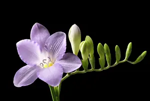 Favourite: Freesia, Side view of single lilac coloured flower