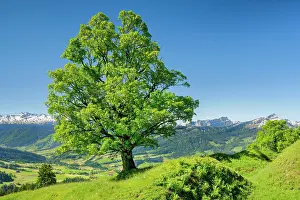 Appenzell: Freestanding sycamore in mountain spring, near Ennetbahl