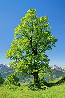 Sycamore: Freestanding sycamore in mountain spring, near Ennetbahl