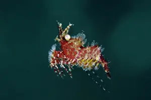 Prawn: Freeswimming Saron Shrimp