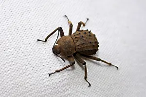 Fregate: Fregate Island Beetle - Indemic to island