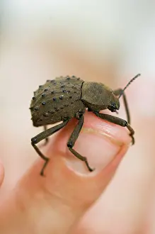 Fregate: Fregate Island Beetle - Indemic to island