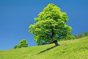 Sycamore: Freisthender sycamore maple in the middle of a mountain