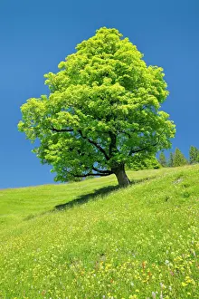 Sycamore: Freisthender sycamore maple in the middle of a mountain