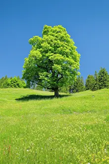 Sycamore: Freisthender sycamore maple in the middle of a mountain
