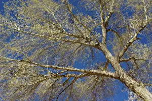 Cottonwoods: Fremont cottonwood - at the end of March