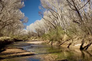 Fremontii: Fremont Cottonwood - woodland in the San Pedro
