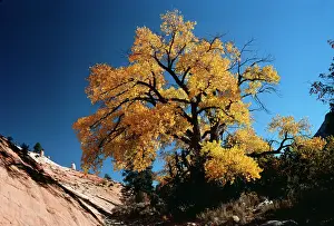 Fremontii: FREMONT'S COTTONWOOD - in October