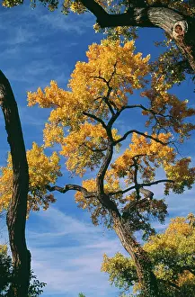 Cottonwoods: Fremont's Cottonwood Tree - in Autumn colour