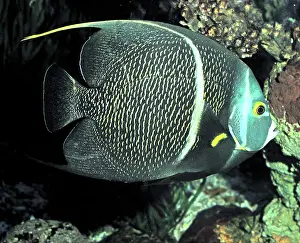 Pomacanthus: French Angelfish