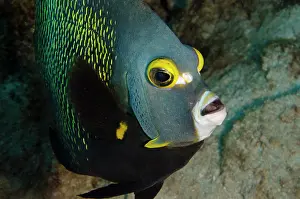 Pomacanthus: French Angelfish (Pomacanthus paru), Bonaire