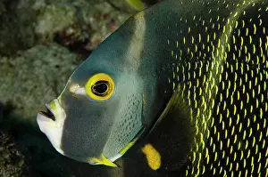 Pomacanthus: French Angelfish (Pomacanthus paru), Bonaire
