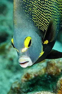 Pete: French Angelfish (Pomacanthus paru), Bonaire