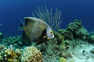 Pete: French Angelfish (Pomacanthus paru), Bonaire