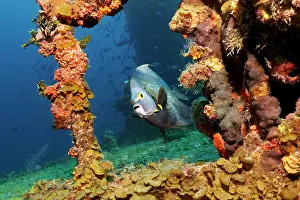 Playa: French Angelfish (Pomacanthus paru) swimming around