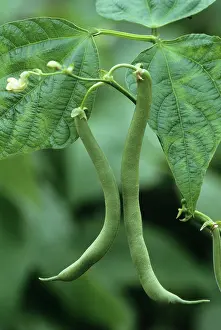 Phaseolus: French Bean