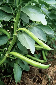 Certified: French Bean