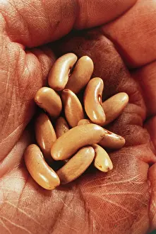 Collected: French Bean