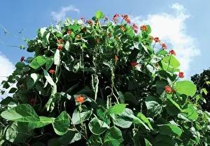 Sufficient: French Bean